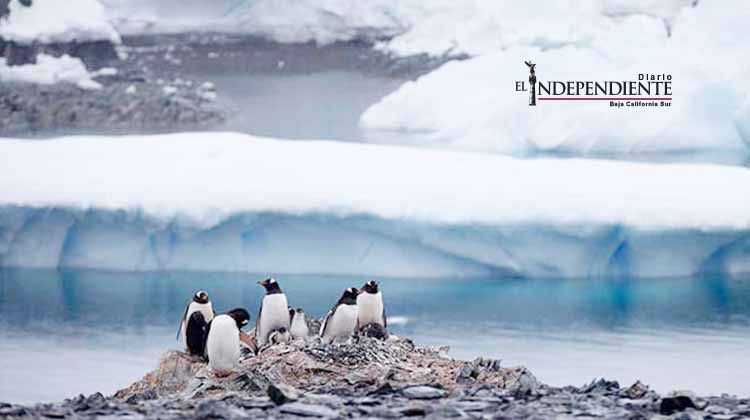 Mueren más de 150 mil pingüinos de la Antártida