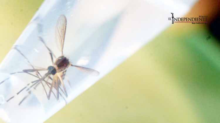 Salud confirma 80 casos de zika en México; seis son embarazadas