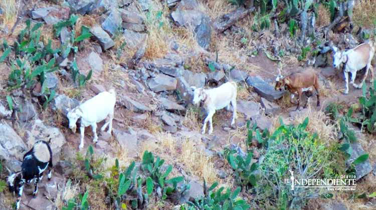 Ya no se matarán las chivas de Isla Cerralvo y Espíritu Santo, se trasladarán a La Paz