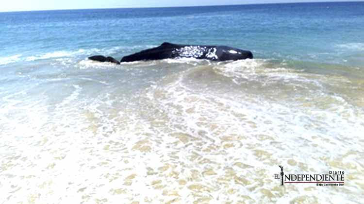 Rescataron a una ballena que varó en playa de Los Cabos