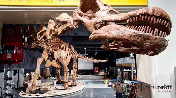 Museo de Historia Natural exhibe relación entre dinosaurios y aves