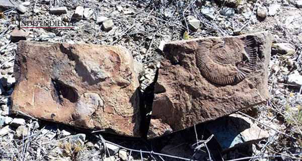 Descubren fósil de hidrosaurio de 70 millones de años en Chihuahua