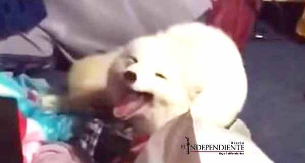 Archer, el zorro ártico con la mejor risa del mundo