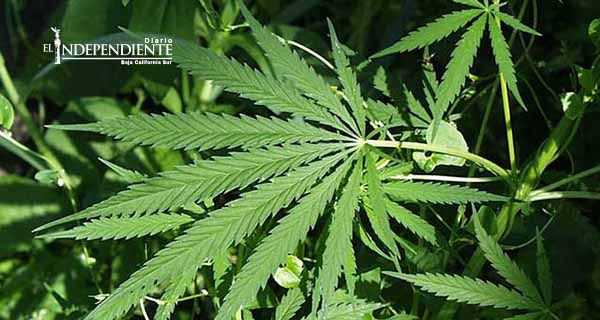 Dan tres años de prisión a mexicanos por cultivar mariguana en EU