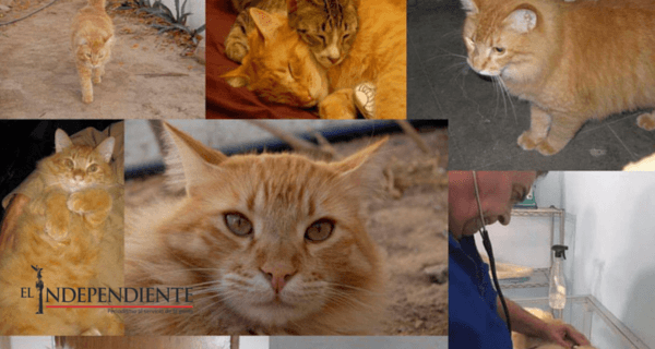 Anubis, el gato que fue asesinado con un rifle de postas en La Paz