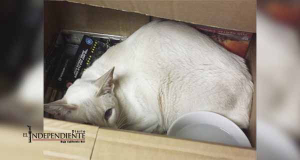Gata sobrevive 8 días en caja que fue enviada por correo