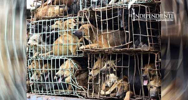 Buscan prohibir próximo festival chino de carne de perro