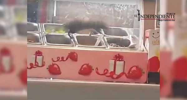 Graban a rata que pasea en barra de postres de McDonald's