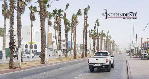 FONATUR asegura que las palmeras del par vial fungen como protección anti huracanes