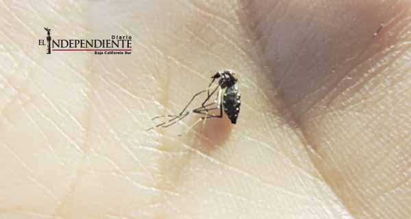 14 casos de dengue, 1 de chikungunya y libre de zika registra Los Cabos