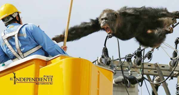 Chimpancé escapa de zoológico en Japón