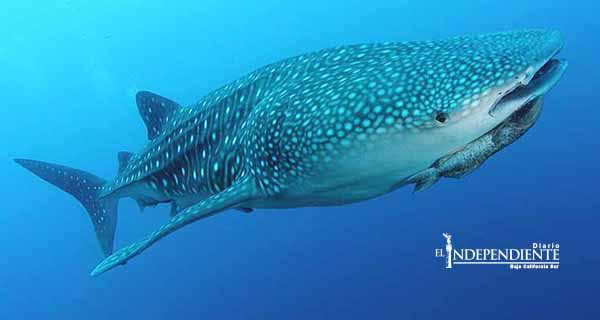 No habrá área protegida para el tiburón ballena en BCS: CONANP