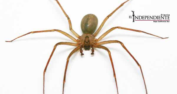 Dice el IMSS  de BCS que investigará el caso del joven fallecido a por la picadura de una araña violinista