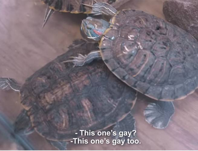 Turquía y la absurda homofobia por una ¿tortuga gay?
