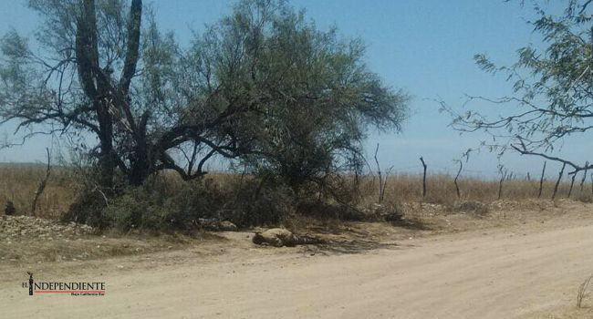 OTRO!... Encuentran cuerpo sin vida en La Matanza