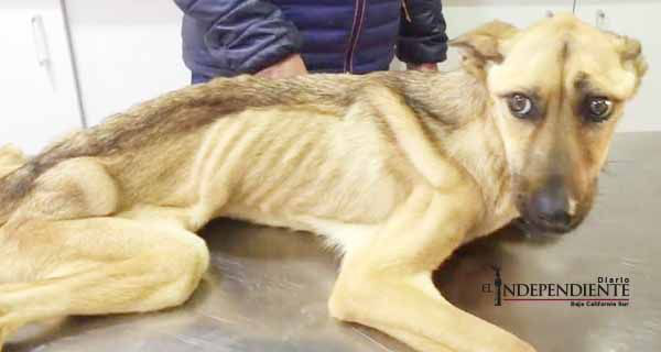 Barilla, la perra que fue rescatada de una mortal desnutrición