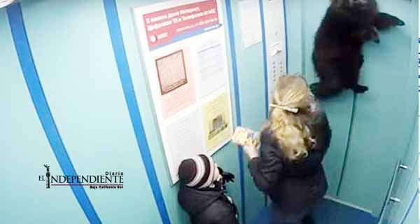 Perro casi muere ahorcado en elevador