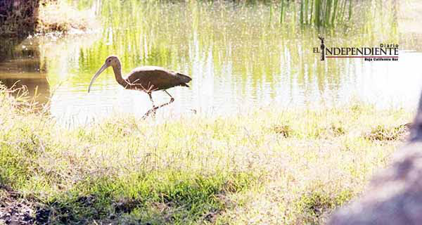 Convoca el Gobierno del estado a instituciones resolver problemática del Estero San José: SDEMARN