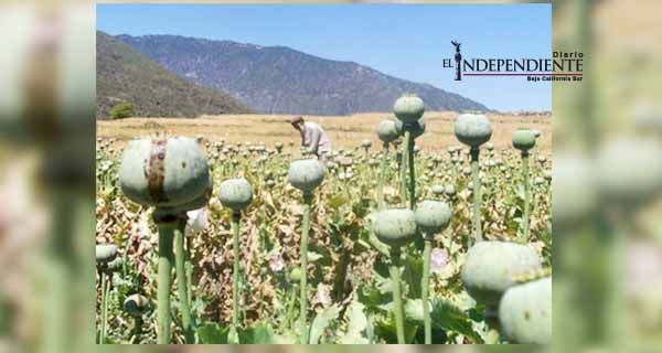 Ven 'distracción' en tema de regulación de amapola