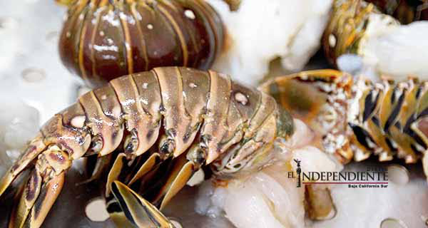 Generó una derrama económica de 232 mdp temporada de langosta en BCS