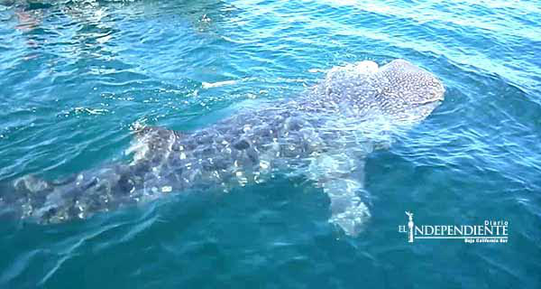 Captan tiburón ballena en la marina sanluqueña