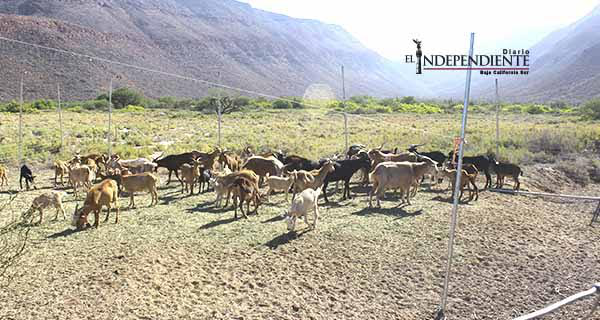 Sacarán a más de 700 chivas de Isla Espíritu Santos tras desequilibrio ambiental