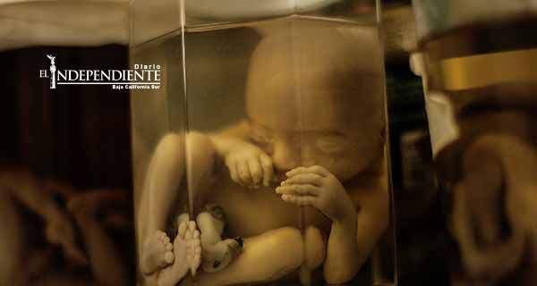 Holanda autoriza el uso de embriones con fines científicos