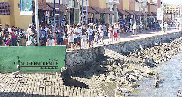 Comenzarán dragado en la marina sanluqueña