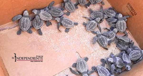 No dañó -Tres Santos- huevos de tortuga al transitar por la playa