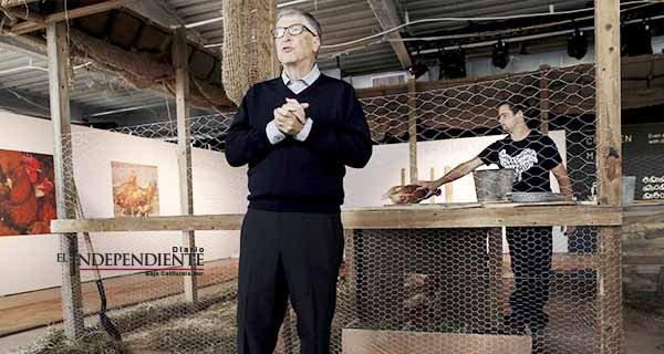 Bill Gates donará 100 mil pollos para combatir la pobreza