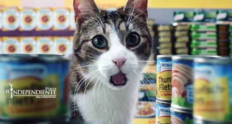 Gatos en centro comercial conmueven a las redes sociales