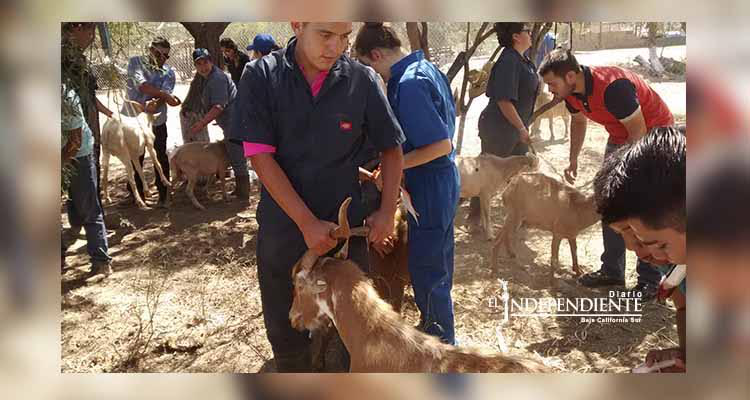 Recibió la UABCS las primeras cabras de la Isla Espíritu Santo