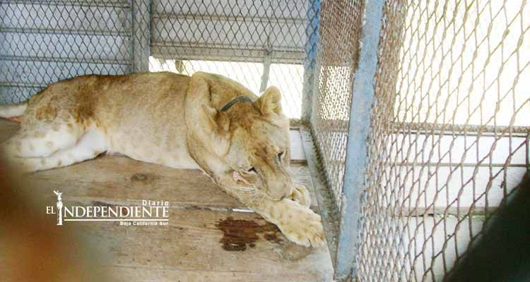 Profepa asegura cinco animales que 'explotaba' circo en NL