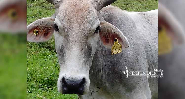 Se perdieron más de 50 mil aretes para ganado de BCS