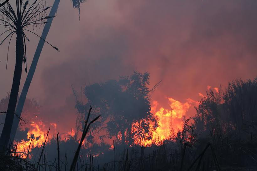 Arde zona de palmares en el Zacatal; densa nube de humo invadió el cielo