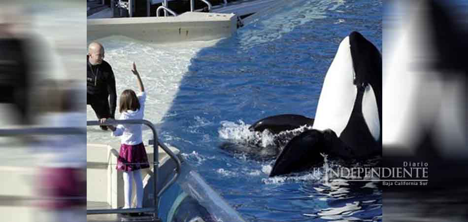Ponen fin a espectáculo de orcas en San Diego