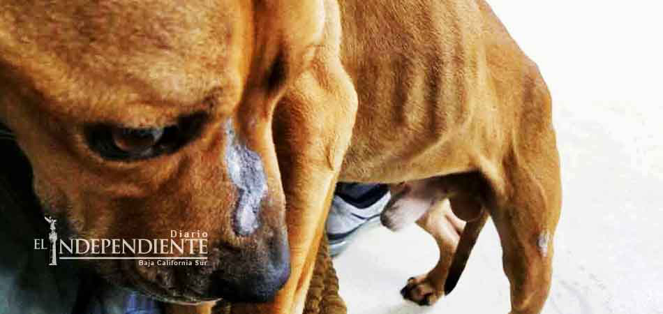 Pitbull que mató a niño en Saltillo fue golpeado en antirrábico: Actor