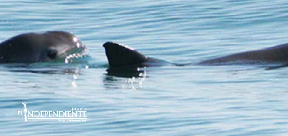 Oficial, sólo quedan 30 ejemplares de vaquitas marinas