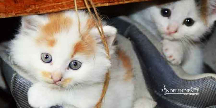 'Matagatos', torturó a 2 y mató 1; lo mandan a terapia en Saltillo