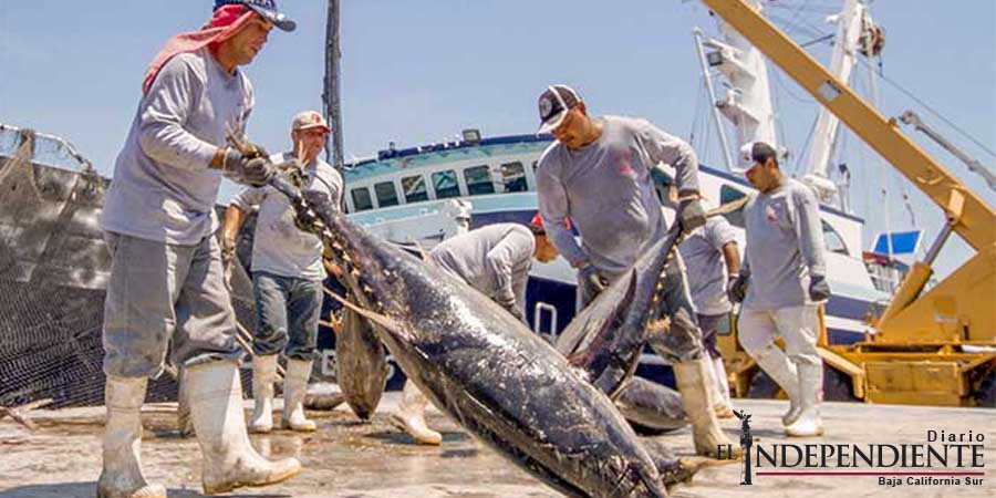 Dos buques mexicanos logran captura histórica de atún