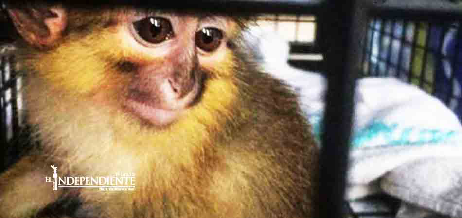 silvestre con 'Thunderbird'