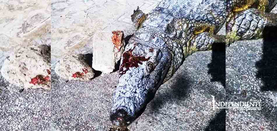 Visitantes matan a pedradas a cocodrilo en zoológico de Túnez