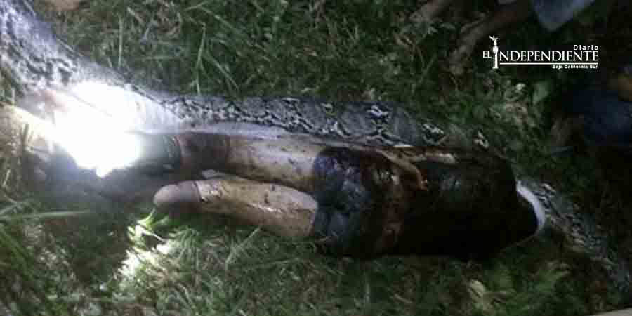 Estaba desaparecido y lo hallan dentro de una serpiente