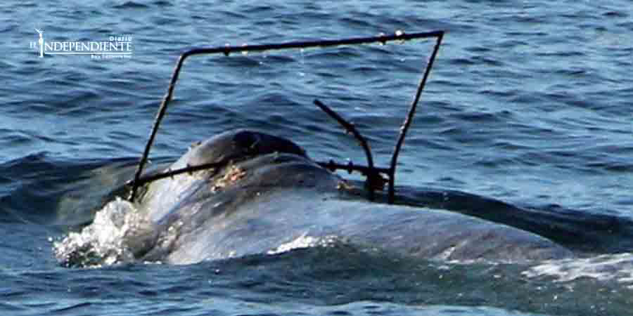 Buscan a ballena gris que trae objeto atorado; intentan rescatarla