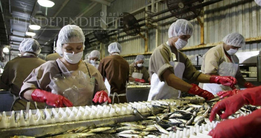Ante el cierre de la Conservera San Carlos, inicia liquidación de 400 trabajadores