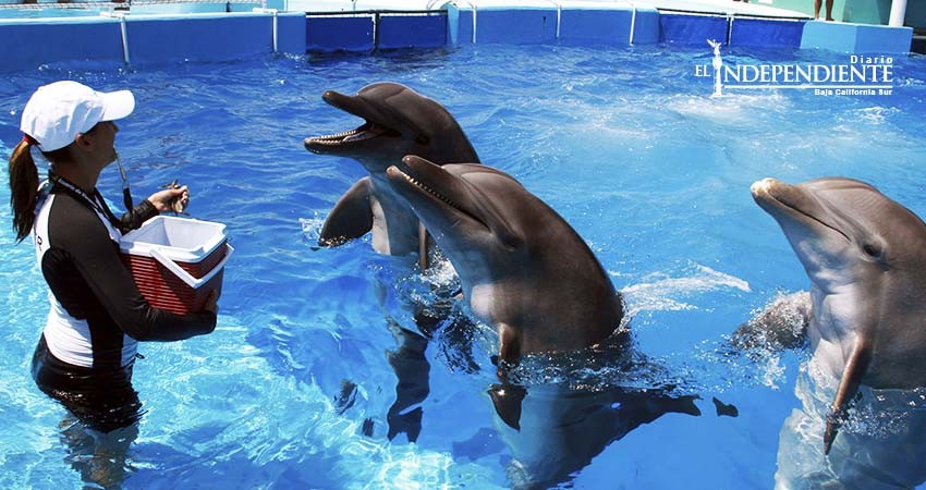 Delfinarios cabeños operan a pesar de reforma en Ley General de Vida Silvestre 