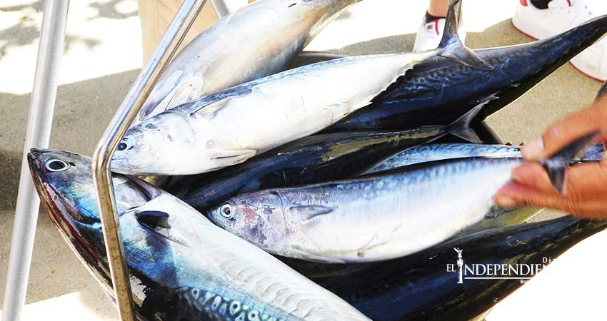 Fedecoop: A favor de la regionalización pesquera