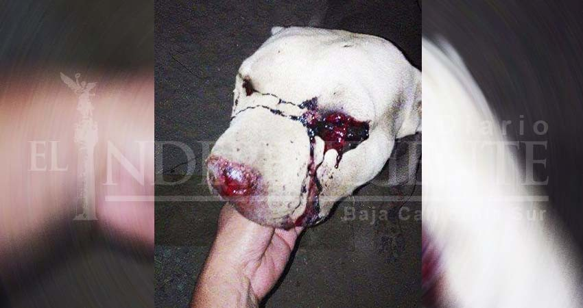 Sujetos atacan perros de vecinos de San José Viejo