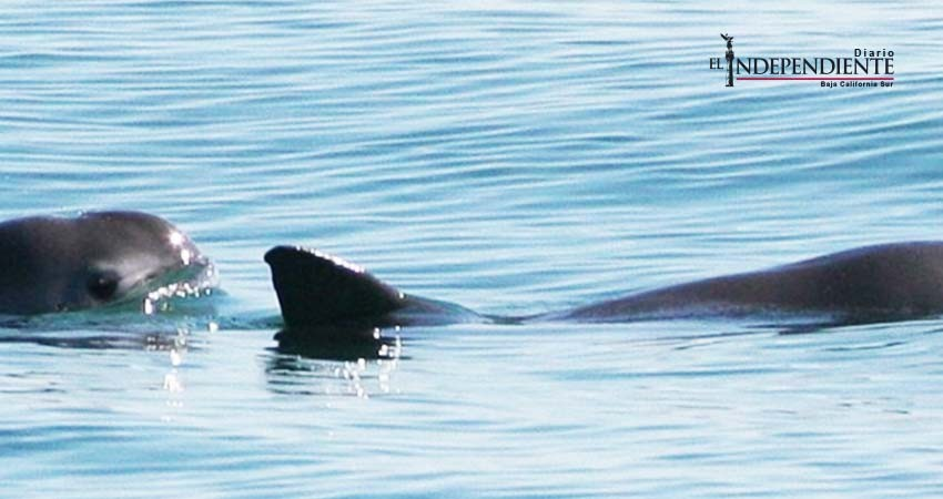 México creará santuario para salvar de la extinción a la vaquita marina