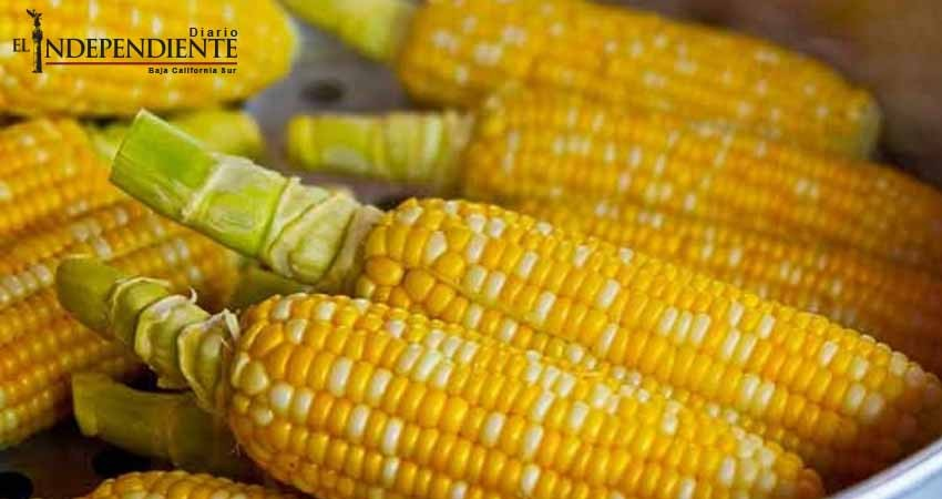  México batea primero: ya le compra maíz más barato a Brasil